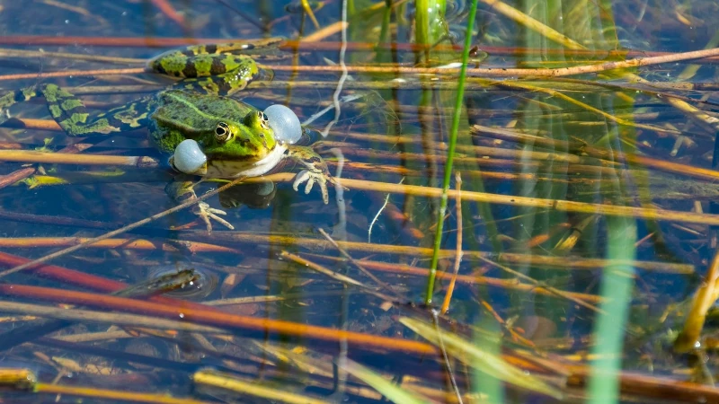 zbiorniki rozrodcze dla płazów - projektowanie breeding tanks