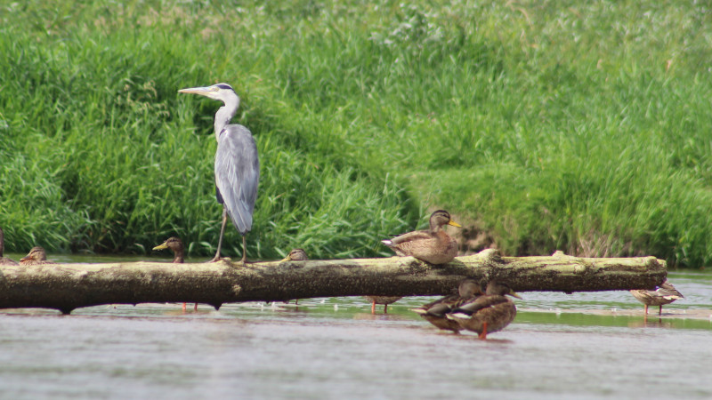 ochrona czynna natura 2000